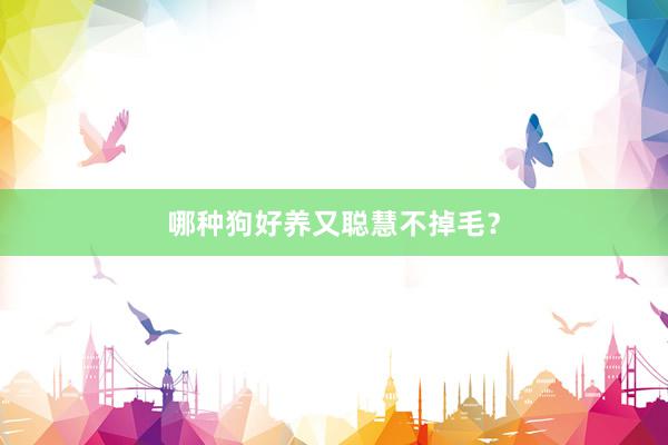哪种狗好养又聪慧不掉毛？